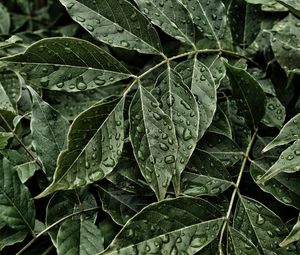 Preview wallpaper leaves, drops, surface, close-up
