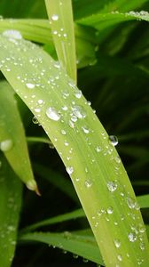 Preview wallpaper leaves, drops, water, dew, greens