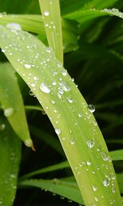 Preview wallpaper leaves, drops, water, dew, greens