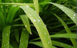 Preview wallpaper leaves, drops, water, dew, greens