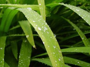 Preview wallpaper leaves, drops, water, dew, greens