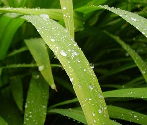 Preview wallpaper leaves, drops, water, dew, greens