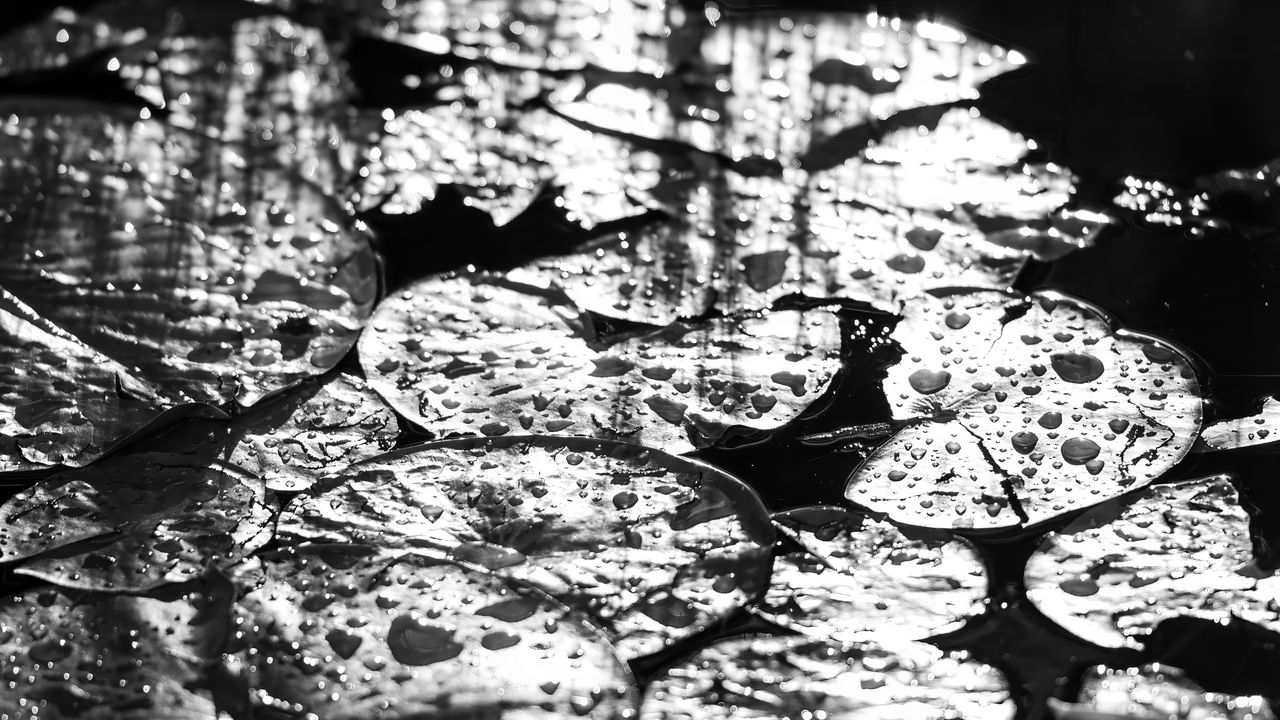 Wallpaper leaves, drops, water, moisture, bw