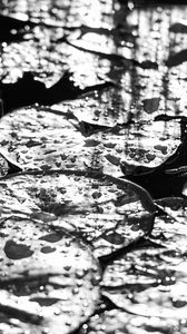 Preview wallpaper leaves, drops, water, moisture, bw