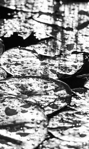 Preview wallpaper leaves, drops, water, moisture, bw