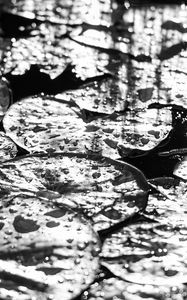 Preview wallpaper leaves, drops, water, moisture, bw