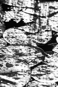 Preview wallpaper leaves, drops, water, moisture, bw