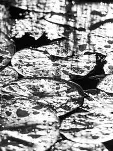 Preview wallpaper leaves, drops, water, moisture, bw