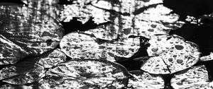 Preview wallpaper leaves, drops, water, moisture, bw