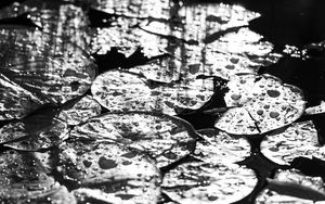 Preview wallpaper leaves, drops, water, moisture, bw