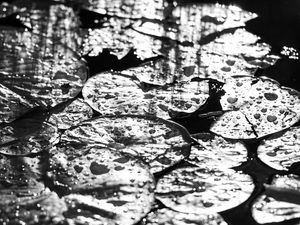 Preview wallpaper leaves, drops, water, moisture, bw