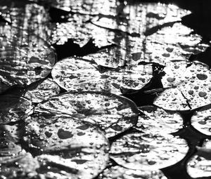 Preview wallpaper leaves, drops, water, moisture, bw