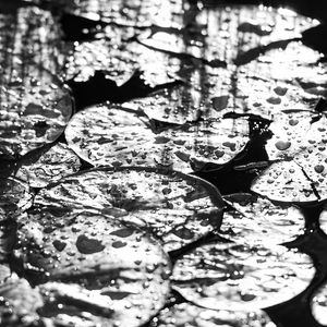 Preview wallpaper leaves, drops, water, moisture, bw