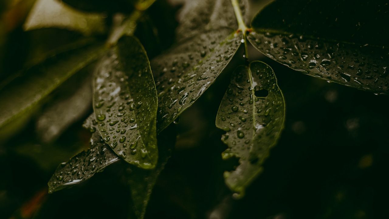 Wallpaper leaves, drops, water, macro, plant