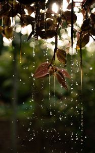 Preview wallpaper leaves, drops, water, macro, branch