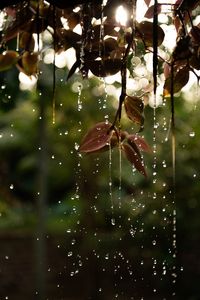 Preview wallpaper leaves, drops, water, macro, branch