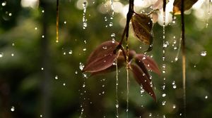 Preview wallpaper leaves, drops, water, macro, branch