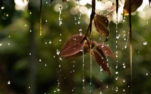 Preview wallpaper leaves, drops, water, macro, branch