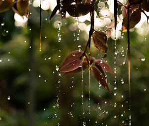 Preview wallpaper leaves, drops, water, macro, branch