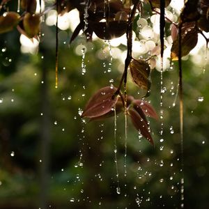 Preview wallpaper leaves, drops, water, macro, branch