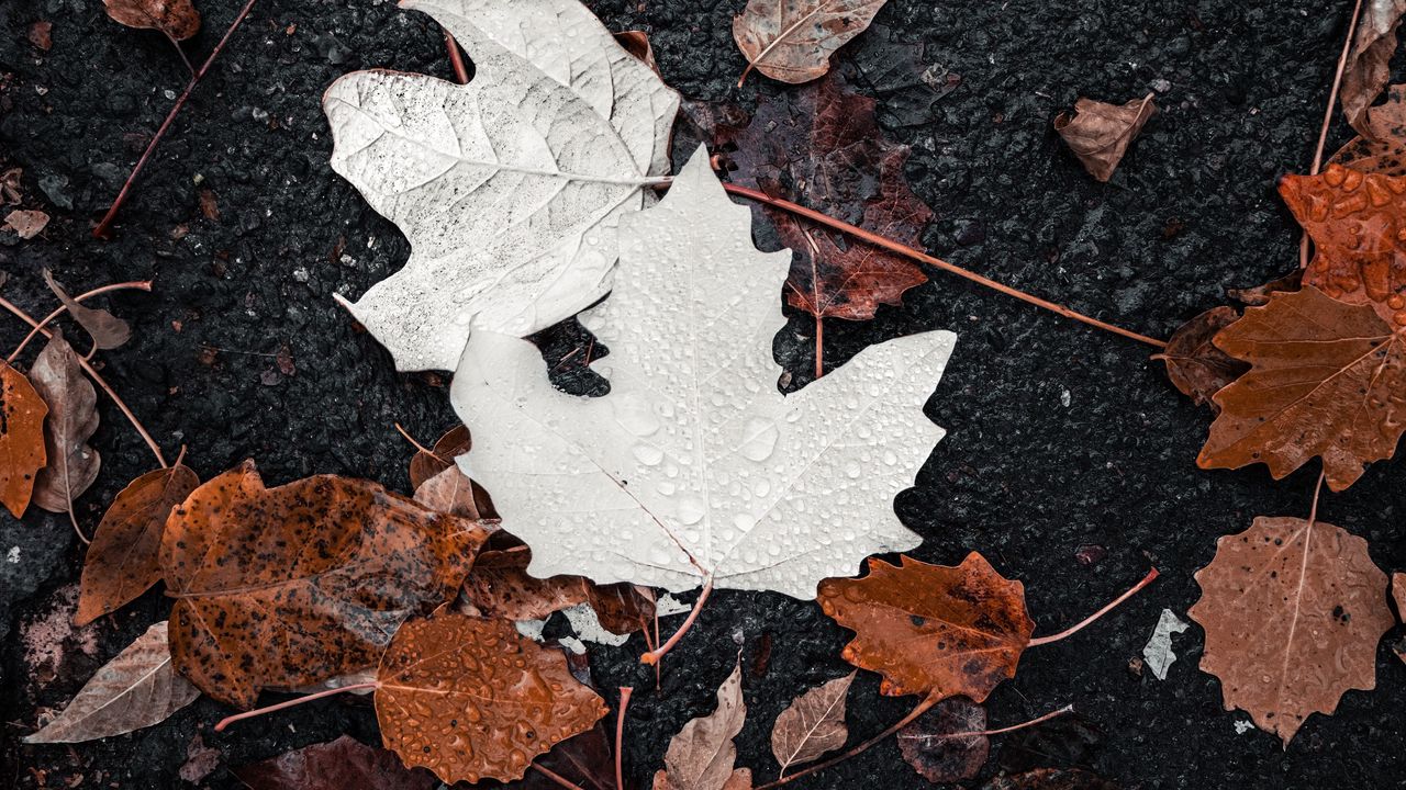 Wallpaper leaves, drops, water, autumn