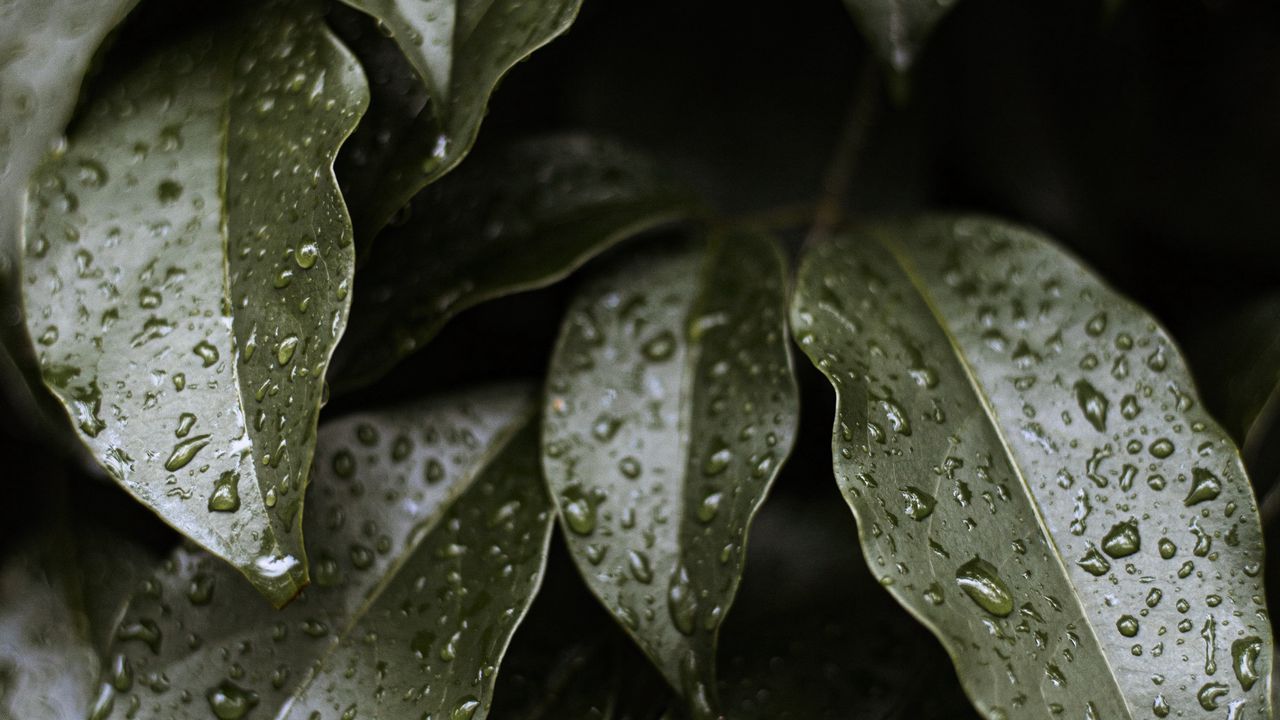 Wallpaper leaves, drops, water, glossy