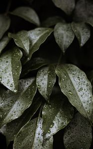 Preview wallpaper leaves, drops, water, glossy