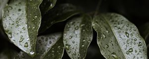 Preview wallpaper leaves, drops, water, glossy