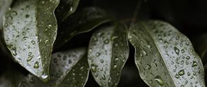 Preview wallpaper leaves, drops, water, glossy