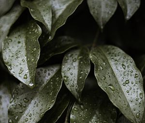 Preview wallpaper leaves, drops, water, glossy