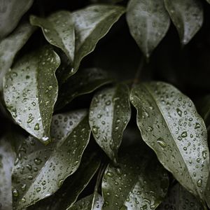 Preview wallpaper leaves, drops, water, glossy