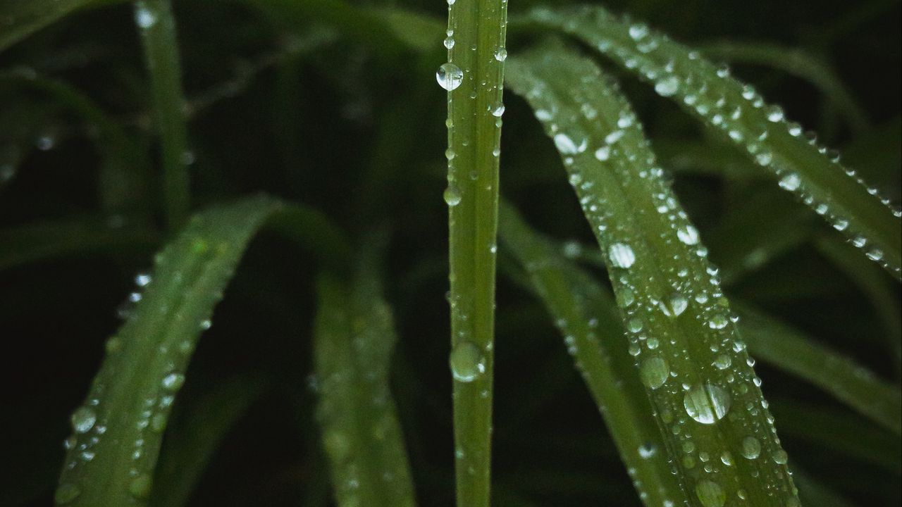 Wallpaper leaves, drops, water, dew, macro