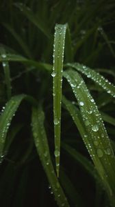 Preview wallpaper leaves, drops, water, dew, macro