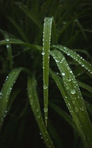 Preview wallpaper leaves, drops, water, dew, macro