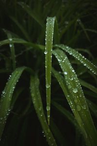 Preview wallpaper leaves, drops, water, dew, macro