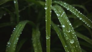 Preview wallpaper leaves, drops, water, dew, macro