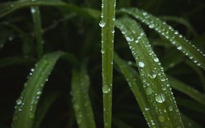 Preview wallpaper leaves, drops, water, dew, macro