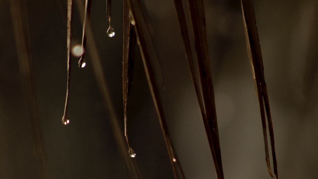 Wallpaper leaves, drops, water, macro
