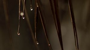 Preview wallpaper leaves, drops, water, macro