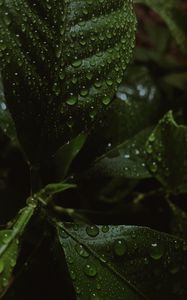 Preview wallpaper leaves, drops, water, wet, macro, green