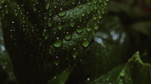 Preview wallpaper leaves, drops, water, wet, macro, green