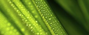 Preview wallpaper leaves, drops, water, green, macro, blur