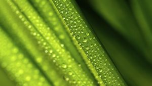 Preview wallpaper leaves, drops, water, green, macro, blur