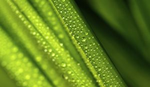 Preview wallpaper leaves, drops, water, green, macro, blur