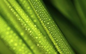 Preview wallpaper leaves, drops, water, green, macro, blur