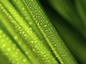 Preview wallpaper leaves, drops, water, green, macro, blur