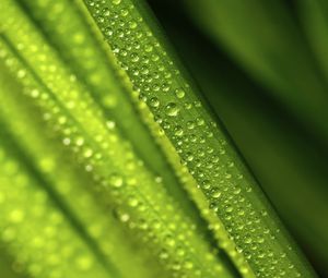 Preview wallpaper leaves, drops, water, green, macro, blur