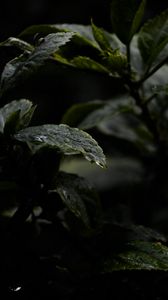 Preview wallpaper leaves, drops, water, rain, wet, dark, macro