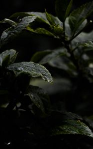 Preview wallpaper leaves, drops, water, rain, wet, dark, macro