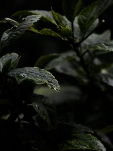 Preview wallpaper leaves, drops, water, rain, wet, dark, macro